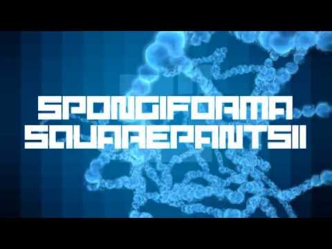 Spongiforma Squarepantsii by Kewlers